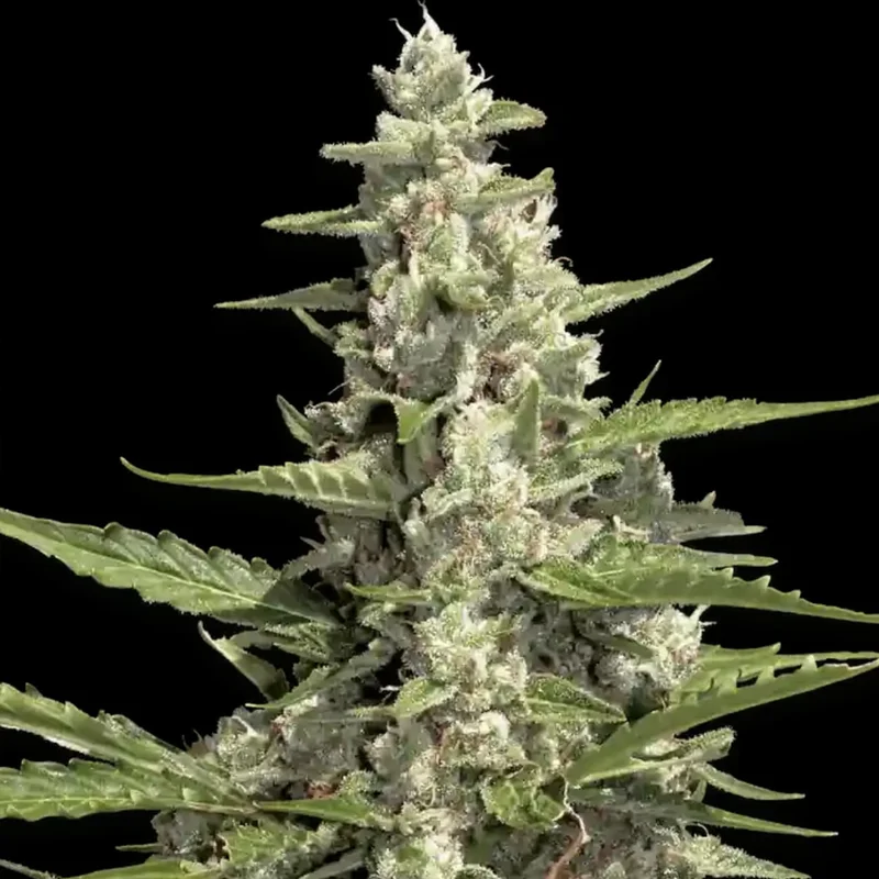 saltonverde2866947