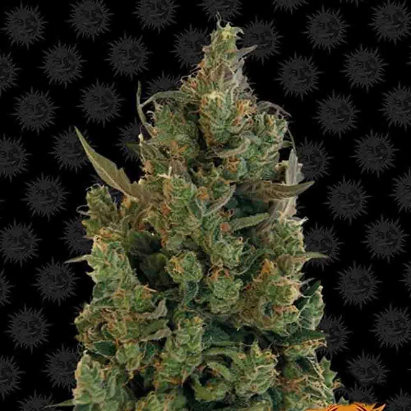 saltonverde2867287