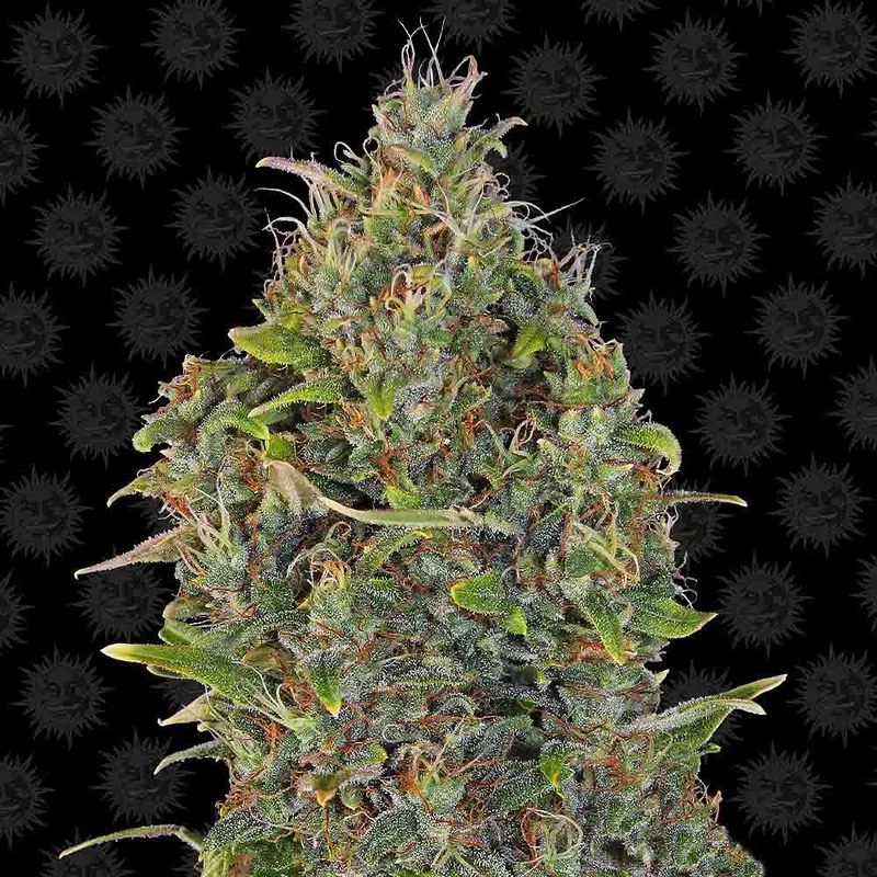 saltonverde2867573