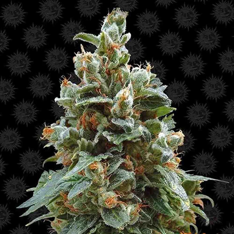 saltonverde2867634