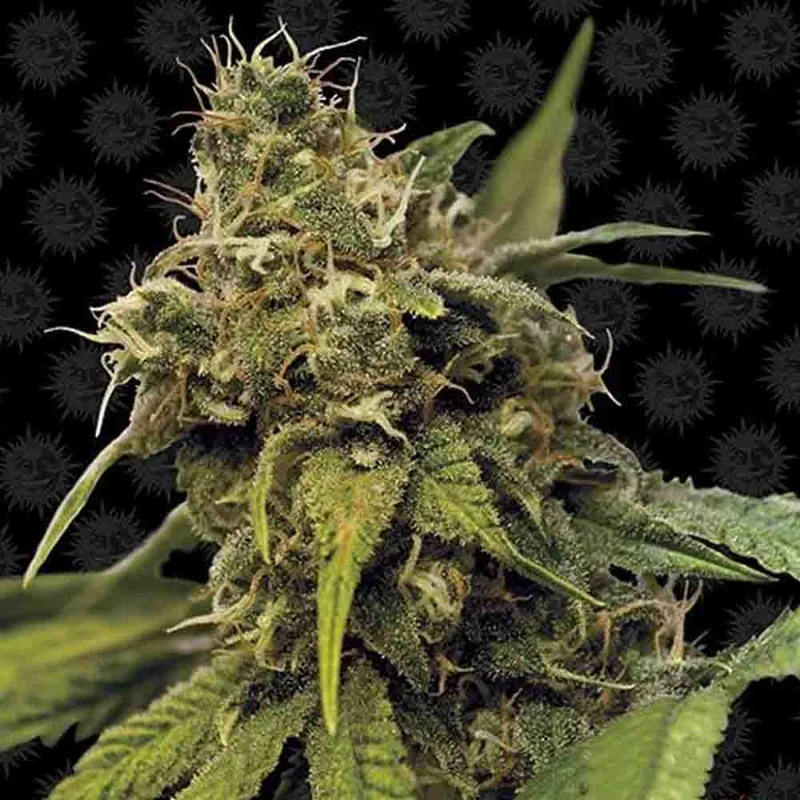 saltonverde2867744