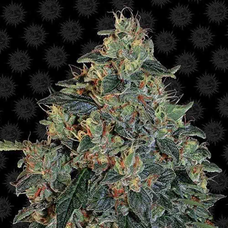 saltonverde2867951