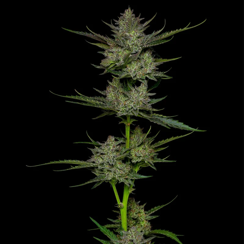 saltonverde2869152