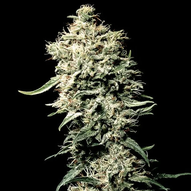 saltonverde2869230