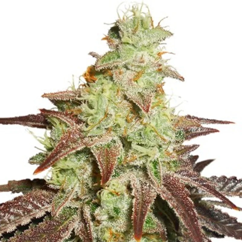 saltonverde2869244