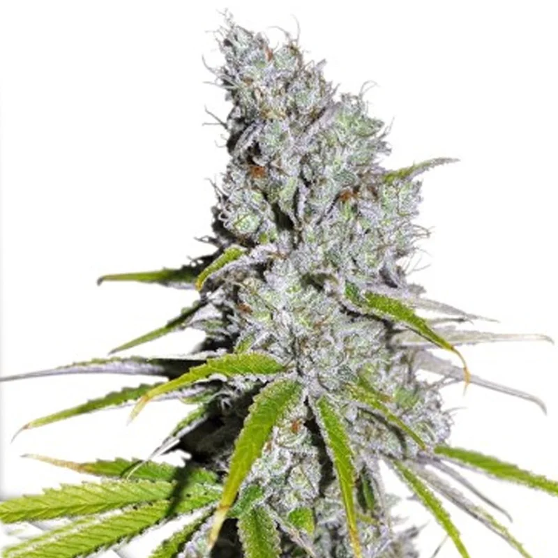saltonverde2869260