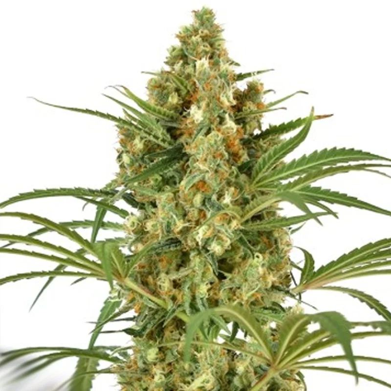 saltonverde2869295