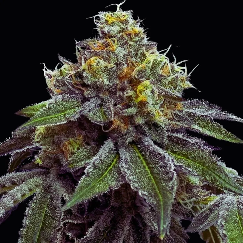 saltonverde2870847