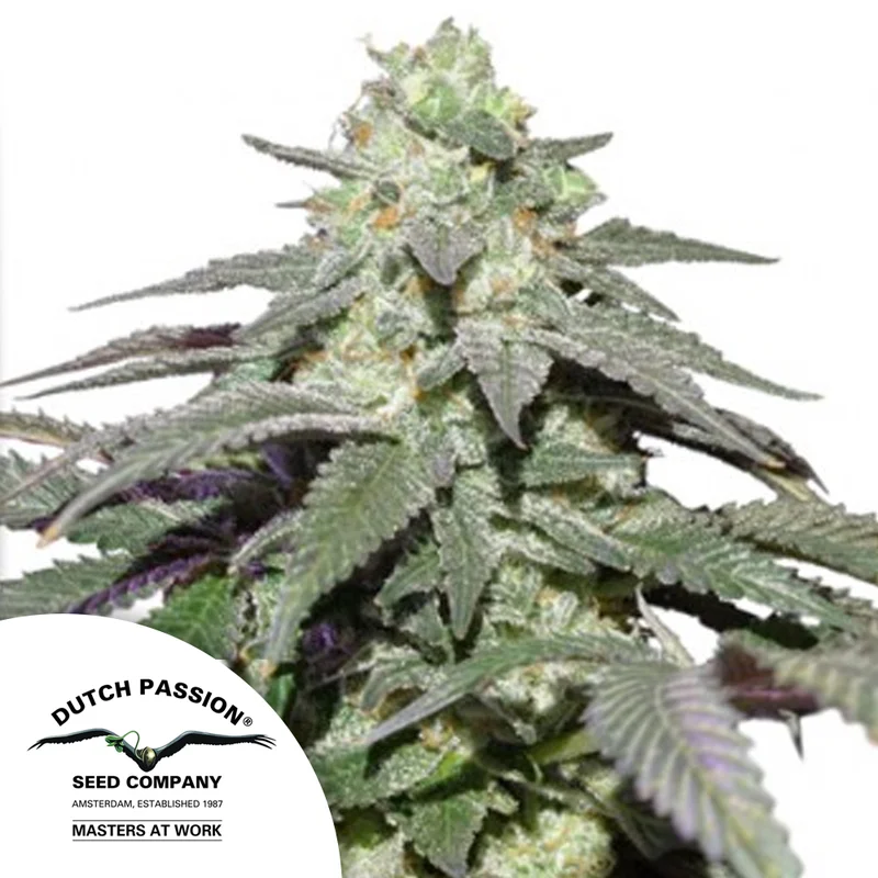 saltonverde2870978