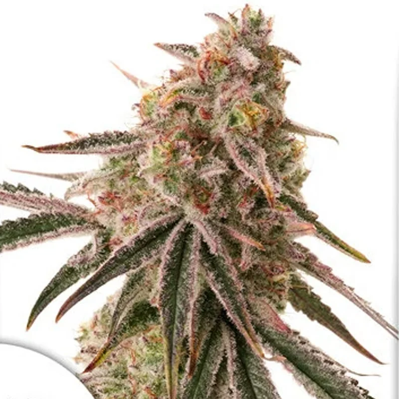saltonverde2871274