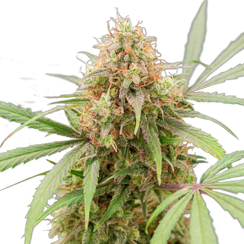 saltonverde2871539