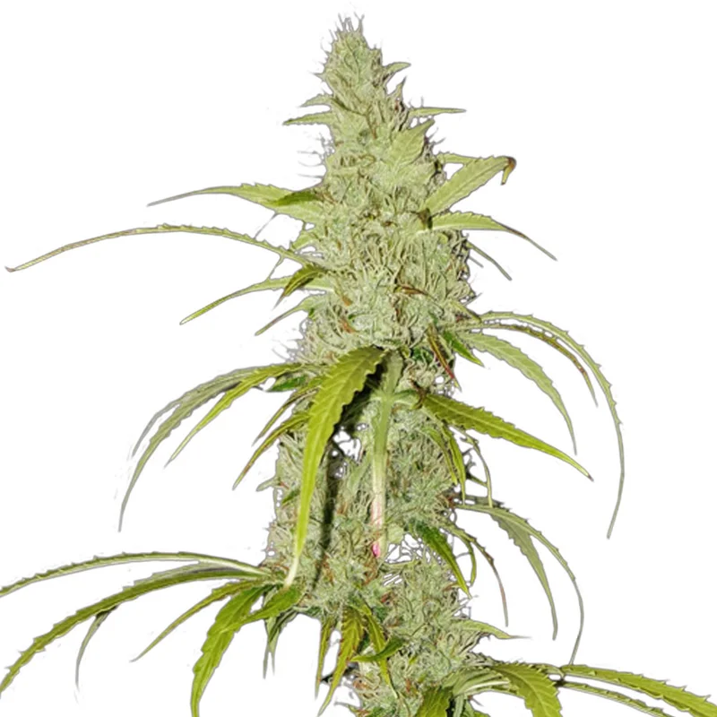 saltonverde2871553
