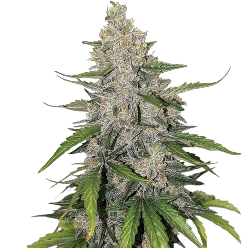 saltonverde2871568