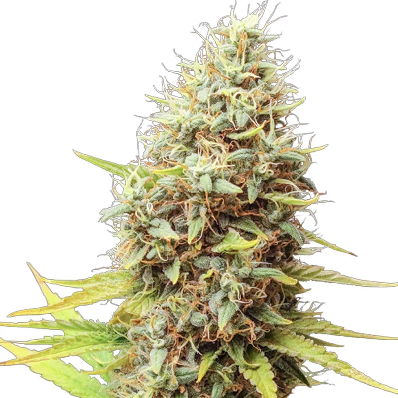 saltonverde2871627