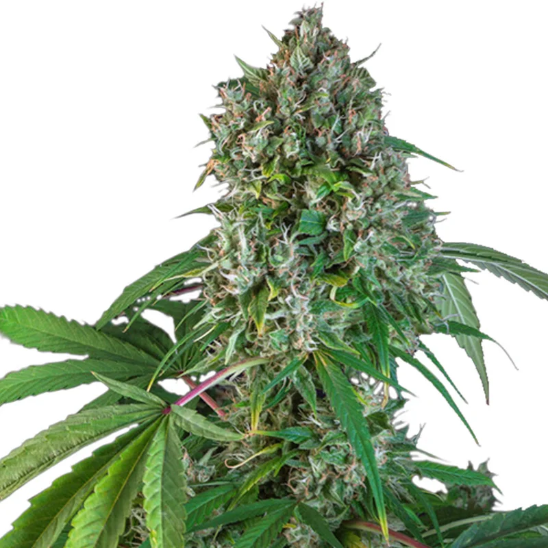 saltonverde2871647