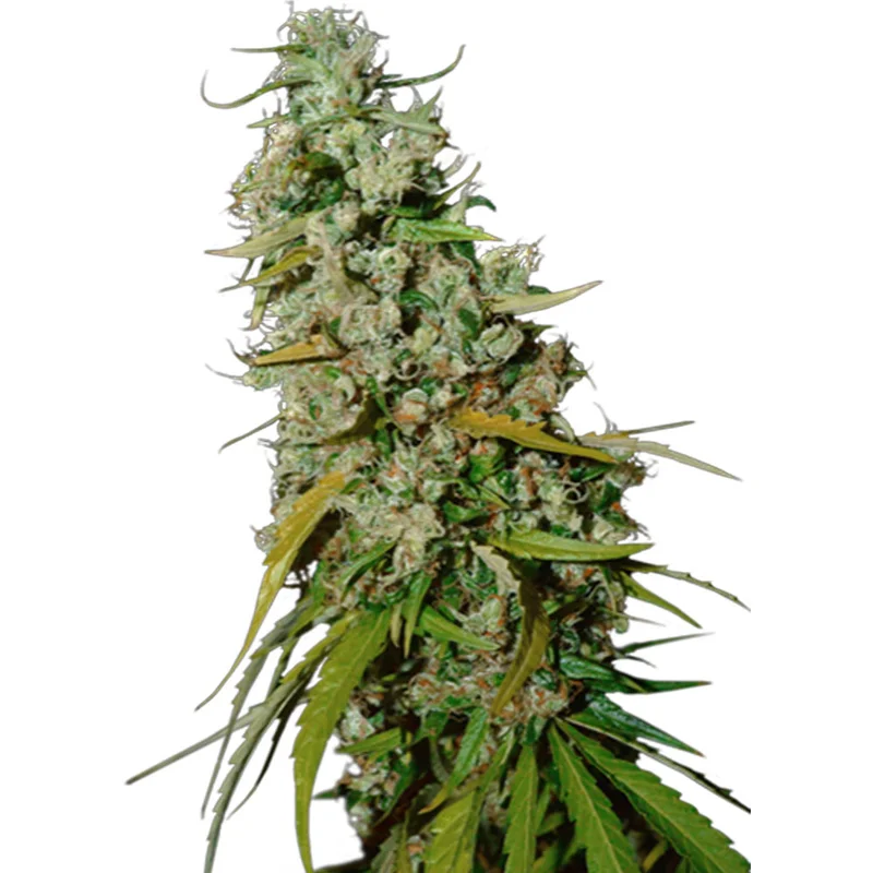 saltonverde2871780