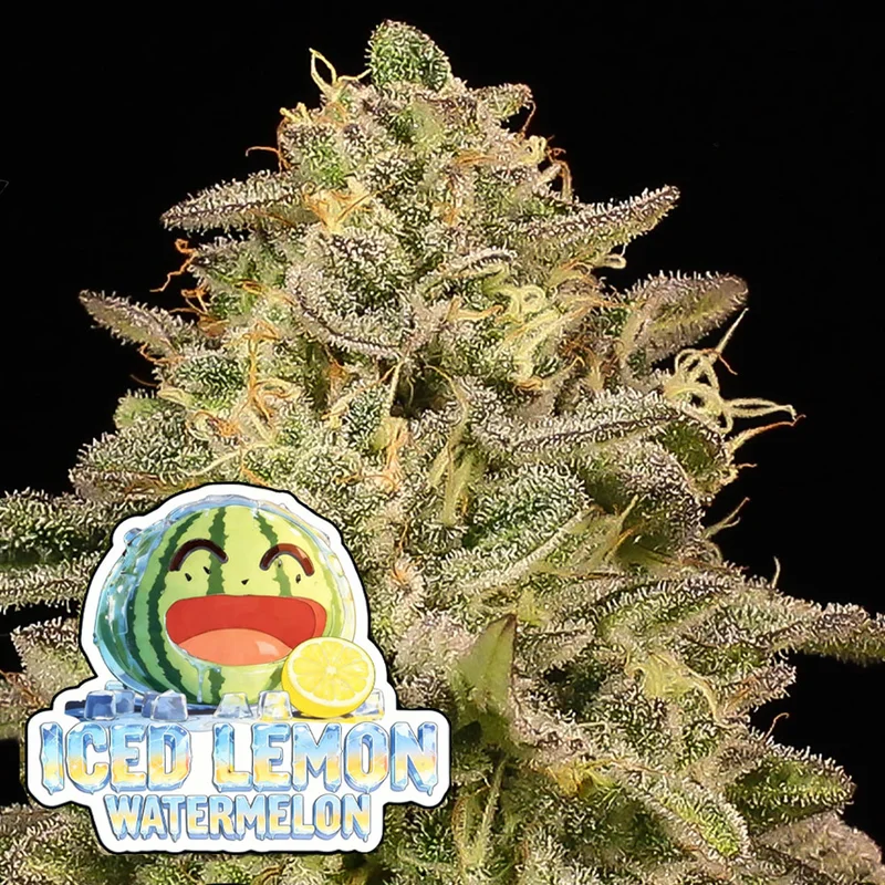 saltonverde2872212