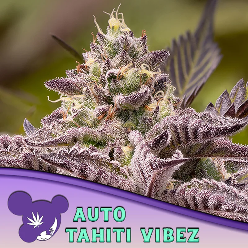 saltonverde2873293
