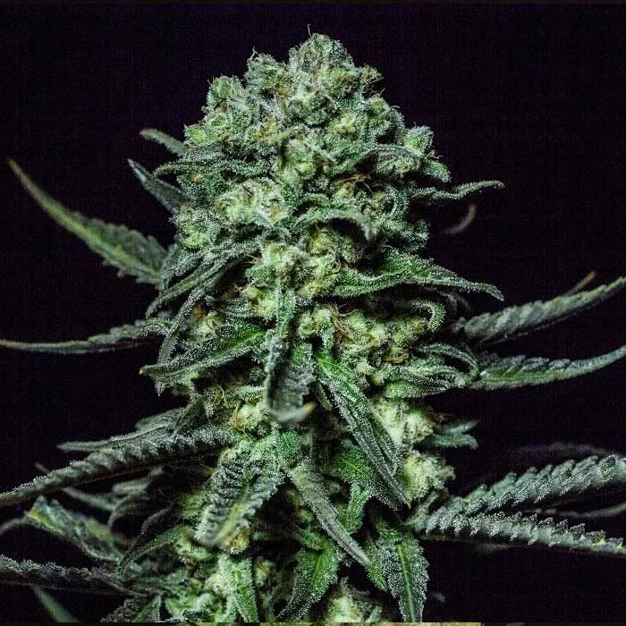 saltonverde2874616
