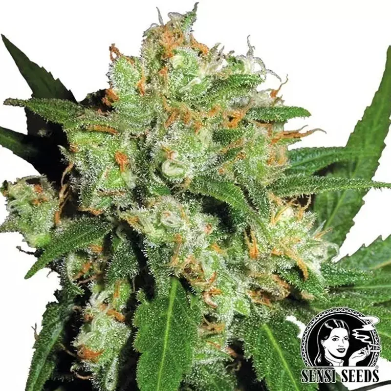 saltonverde2875970