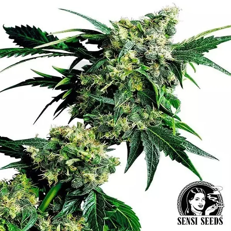 saltonverde2876147