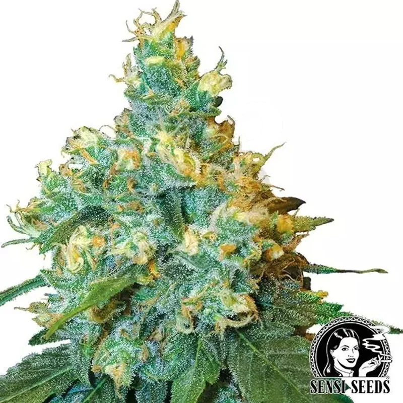 saltonverde2876218