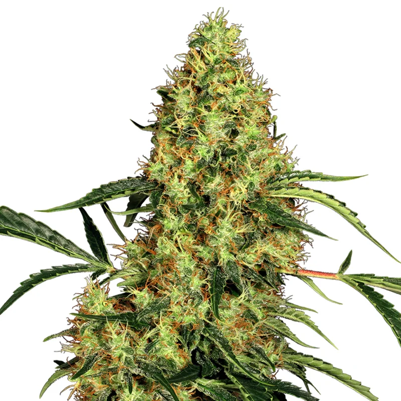 saltonverde2876278