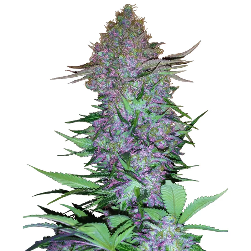 saltonverde2876663
