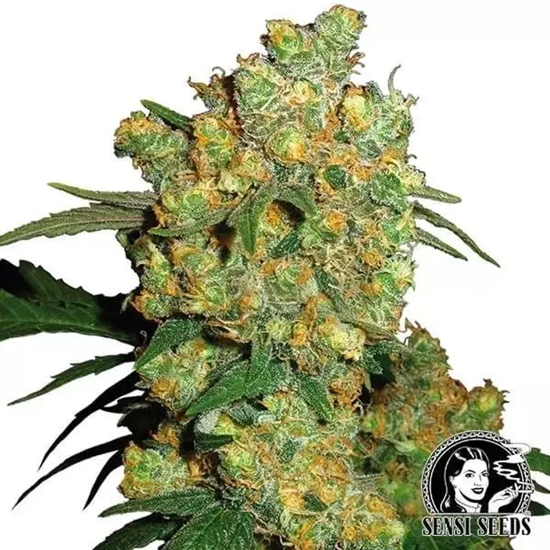 saltonverde2876733