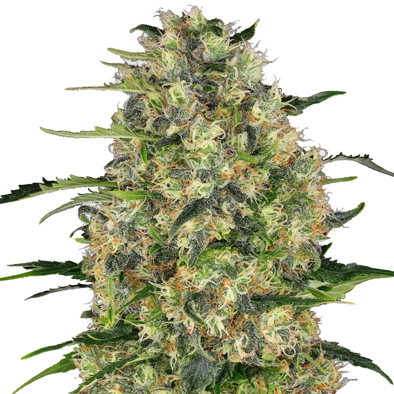 saltonverde2876750