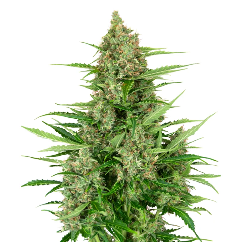 saltonverde2877039
