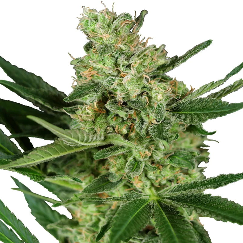 saltonverde2877151