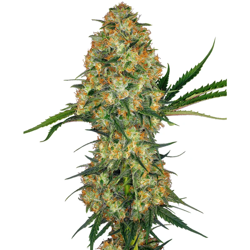 saltonverde2877483