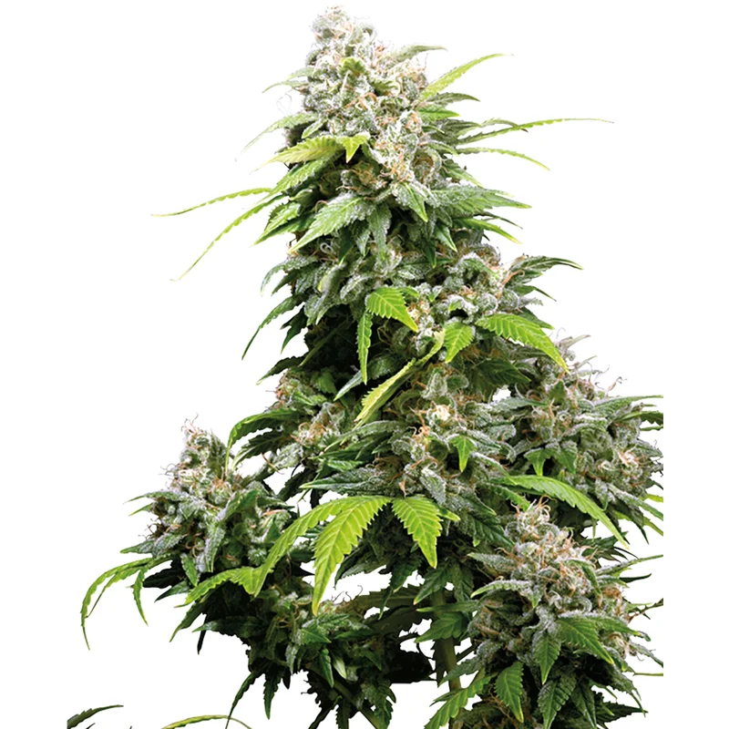 saltonverde2877731