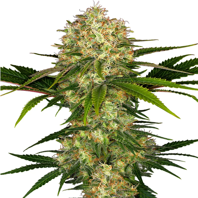 saltonverde2877909