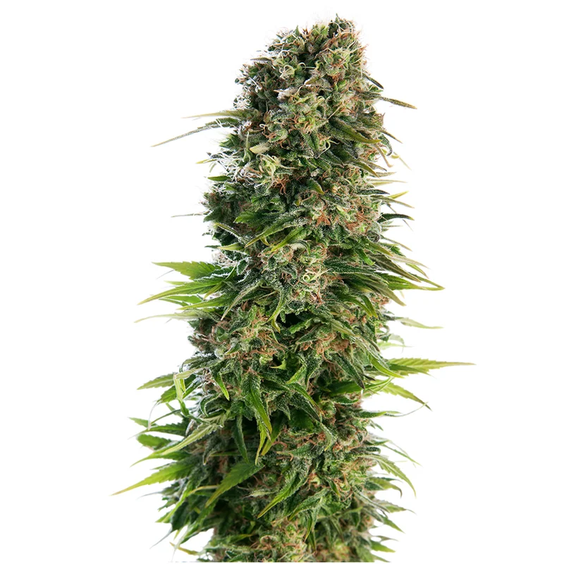 saltonverde2878047