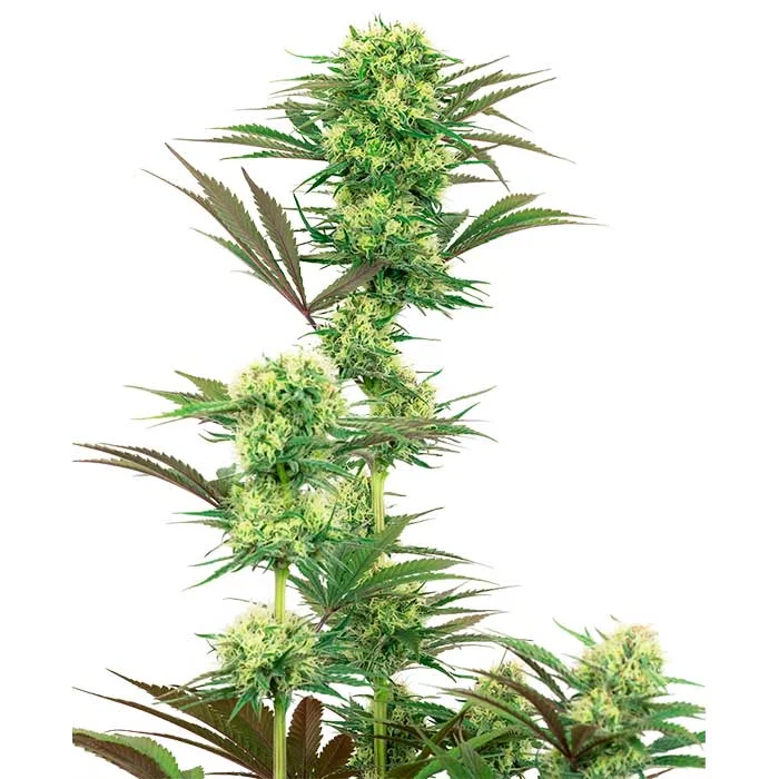 saltonverde2878208