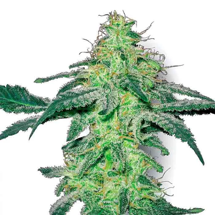 saltonverde2878342