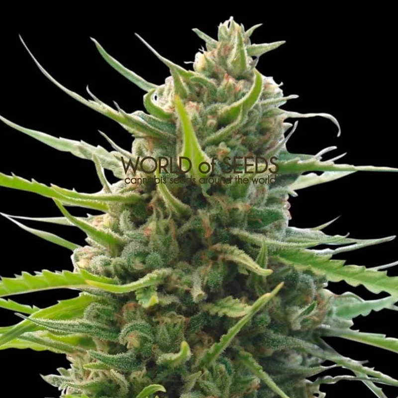 saltonverde2881349