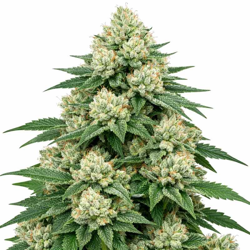 saltonverde2881570