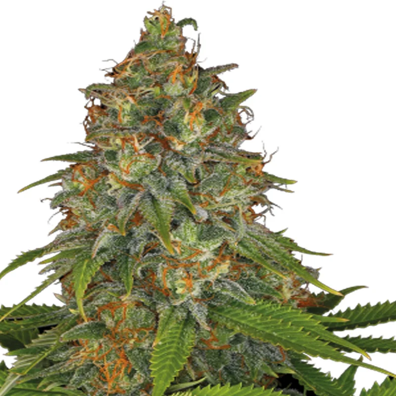 saltonverde2881624