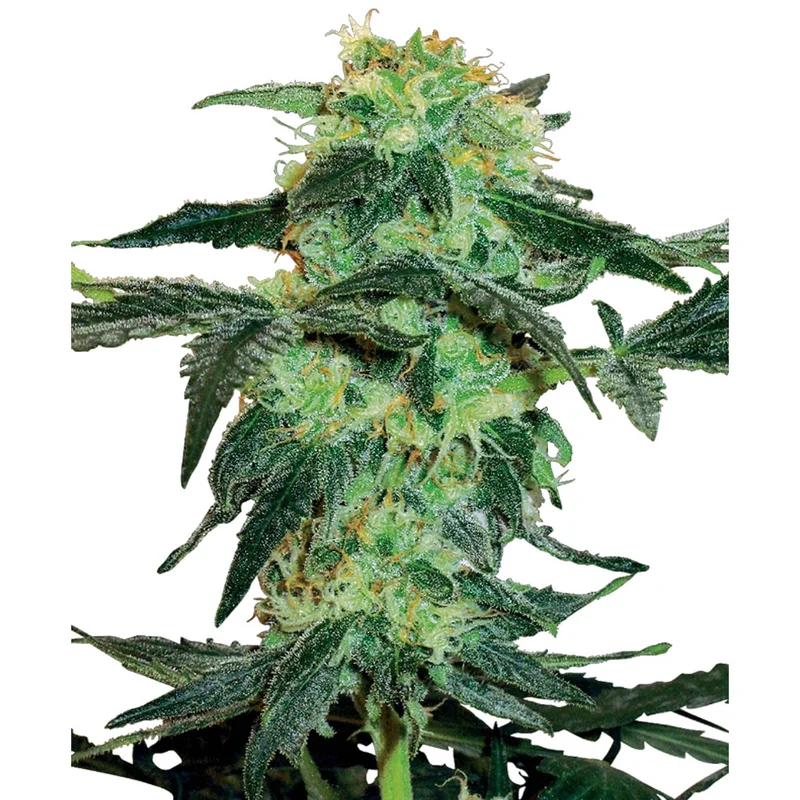 saltonverde2881763