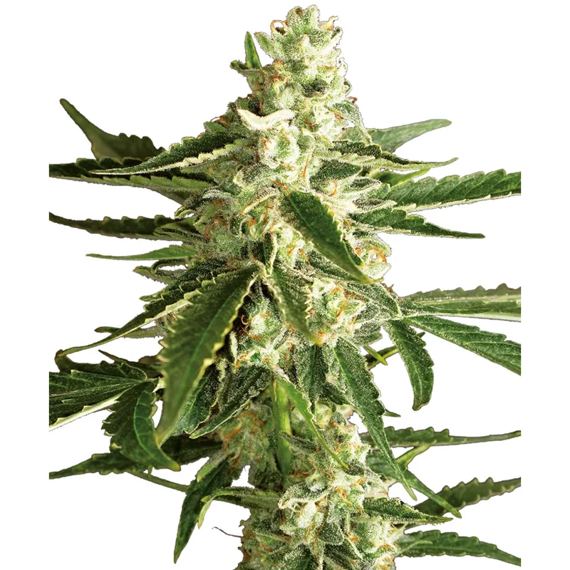 saltonverde2881844