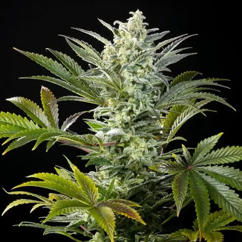 saltonverde2882053