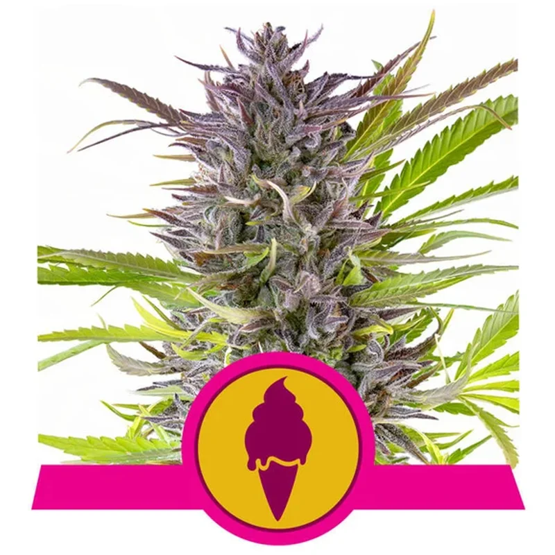 saltonverde2882647