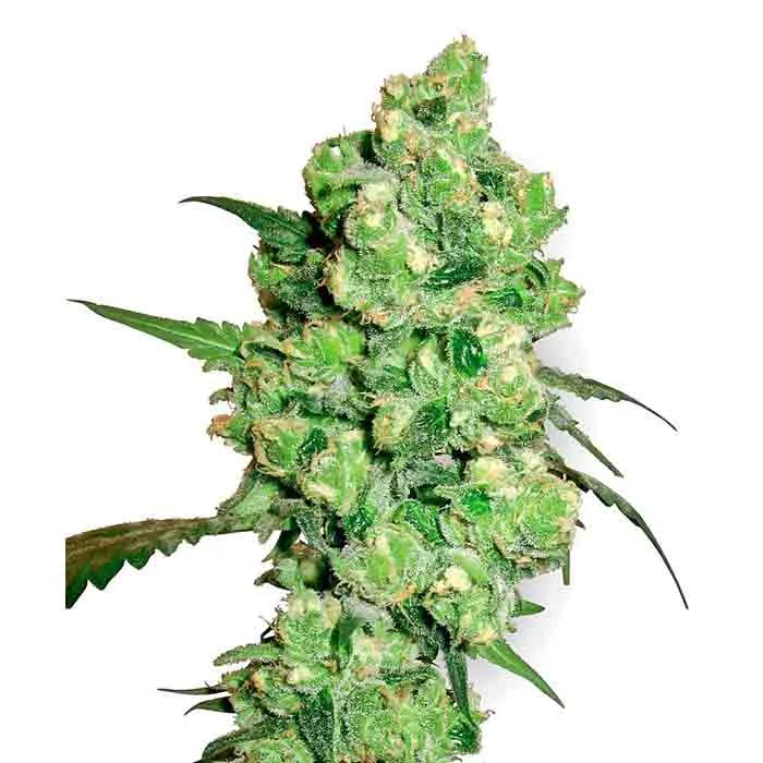 saltonverde2886116
