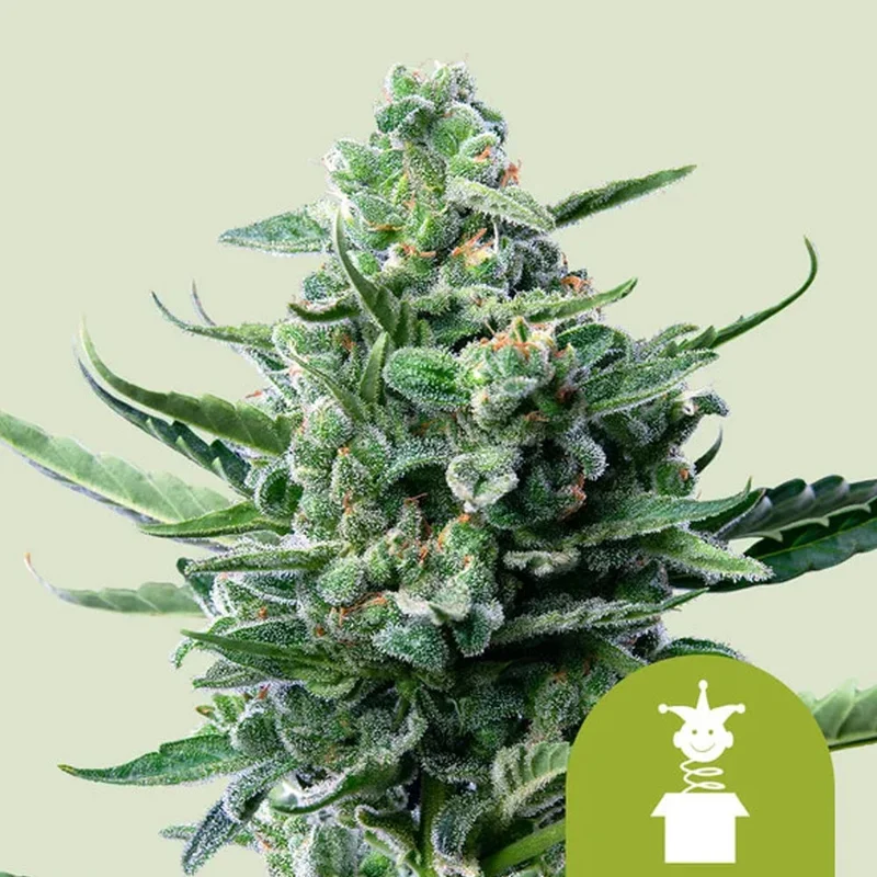 saltonverde2886809