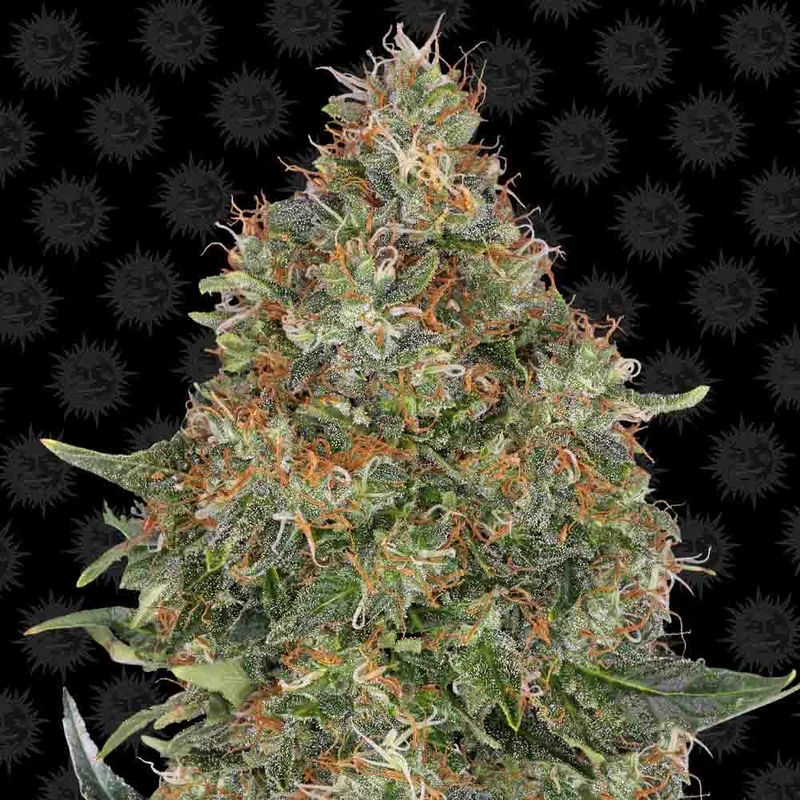 saltonverde2887916