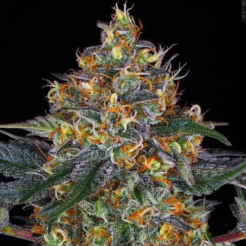 saltonverde2888230