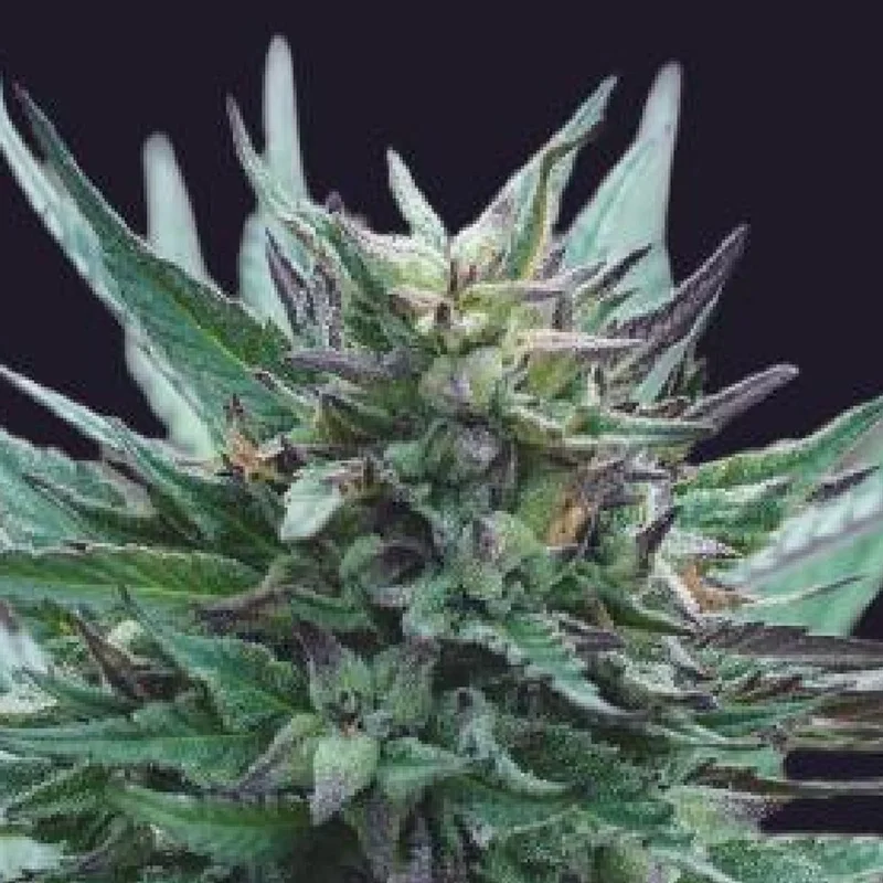 saltonverde2888480